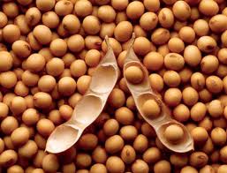 Argentine les exportations de soja ont atteint un record en 2011